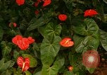 Standbild Blumen Honolulu Hawaii USA, 1967, aus Sekunde 62 historischem Filmmaterial Videoclip 65675065913