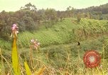 Image of flowers Honolulu Hawaii USA, 1967, second 1 stock footage video 65675065914
