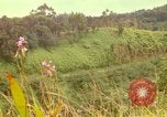 Image of flowers Honolulu Hawaii USA, 1967, second 3 stock footage video 65675065914