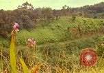 Image of flowers Honolulu Hawaii USA, 1967, second 18 stock footage video 65675065914