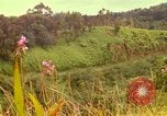 Image of flowers Honolulu Hawaii USA, 1967, second 19 stock footage video 65675065914