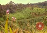 Image of flowers Honolulu Hawaii USA, 1967, second 20 stock footage video 65675065914