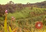 Image of flowers Honolulu Hawaii USA, 1967, second 21 stock footage video 65675065914