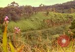 Image of flowers Honolulu Hawaii USA, 1967, second 22 stock footage video 65675065914