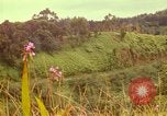 Image of flowers Honolulu Hawaii USA, 1967, second 30 stock footage video 65675065914