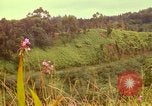 Image of flowers Honolulu Hawaii USA, 1967, second 31 stock footage video 65675065914
