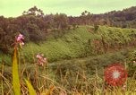 Image of flowers Honolulu Hawaii USA, 1967, second 32 stock footage video 65675065914