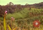Image of flowers Honolulu Hawaii USA, 1967, second 33 stock footage video 65675065914