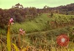 Image of flowers Honolulu Hawaii USA, 1967, second 34 stock footage video 65675065914