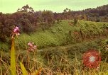 Image of flowers Honolulu Hawaii USA, 1967, second 35 stock footage video 65675065914