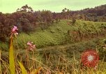 Image of flowers Honolulu Hawaii USA, 1967, second 36 stock footage video 65675065914
