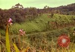 Image of flowers Honolulu Hawaii USA, 1967, second 37 stock footage video 65675065914