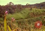 Image of flowers Honolulu Hawaii USA, 1967, second 38 stock footage video 65675065914
