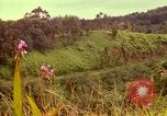 Image of flowers Honolulu Hawaii USA, 1967, second 39 stock footage video 65675065914