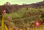Image of flowers Honolulu Hawaii USA, 1967, second 40 stock footage video 65675065914