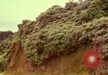 Image of flowers Honolulu Hawaii USA, 1967, second 48 stock footage video 65675065914