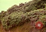 Image of flowers Honolulu Hawaii USA, 1967, second 49 stock footage video 65675065914