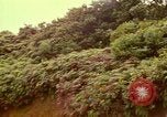 Image of flowers Honolulu Hawaii USA, 1967, second 51 stock footage video 65675065914