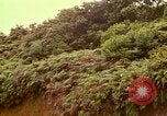 Image of flowers Honolulu Hawaii USA, 1967, second 53 stock footage video 65675065914