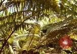 Image of flowers Honolulu Hawaii USA, 1967, second 55 stock footage video 65675065914