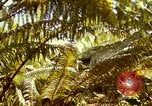 Image of flowers Honolulu Hawaii USA, 1967, second 56 stock footage video 65675065914