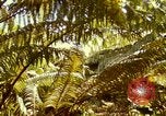 Image of flowers Honolulu Hawaii USA, 1967, second 57 stock footage video 65675065914