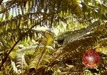 Image of flowers Honolulu Hawaii USA, 1967, second 58 stock footage video 65675065914