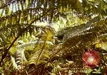 Image of flowers Honolulu Hawaii USA, 1967, second 59 stock footage video 65675065914