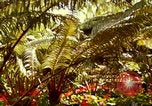 Image of flowers Honolulu Hawaii USA, 1967, second 60 stock footage video 65675065914