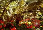 Image of flowers Honolulu Hawaii USA, 1967, second 61 stock footage video 65675065914