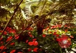 Image of flowers Honolulu Hawaii USA, 1967, second 62 stock footage video 65675065914