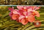 Standbild Blumen Honolulu Hawaii USA, 1967, aus Sekunde 1 historischem Filmmaterial Videoclip 65675065915