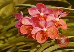 Standbild Blumen Honolulu Hawaii USA, 1967, aus Sekunde 3 historischem Filmmaterial Videoclip 65675065915