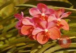 Standbild Blumen Honolulu Hawaii USA, 1967, aus Sekunde 4 historischem Filmmaterial Videoclip 65675065915