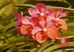 Standbild Blumen Honolulu Hawaii USA, 1967, aus Sekunde 7 historischem Filmmaterial Videoclip 65675065915