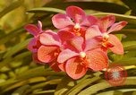 Standbild Blumen Honolulu Hawaii USA, 1967, aus Sekunde 13 historischem Filmmaterial Videoclip 65675065915