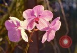 Standbild Blumen Honolulu Hawaii USA, 1967, aus Sekunde 19 historischem Filmmaterial Videoclip 65675065915