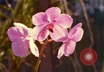 Standbild Blumen Honolulu Hawaii USA, 1967, aus Sekunde 21 historischem Filmmaterial Videoclip 65675065915
