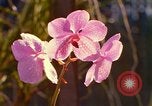 Standbild Blumen Honolulu Hawaii USA, 1967, aus Sekunde 22 historischem Filmmaterial Videoclip 65675065915