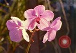 Standbild Blumen Honolulu Hawaii USA, 1967, aus Sekunde 23 historischem Filmmaterial Videoclip 65675065915