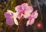 Standbild Blumen Honolulu Hawaii USA, 1967, aus Sekunde 24 historischem Filmmaterial Videoclip 65675065915