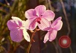 Standbild Blumen Honolulu Hawaii USA, 1967, aus Sekunde 25 historischem Filmmaterial Videoclip 65675065915