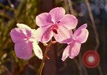 Standbild Blumen Honolulu Hawaii USA, 1967, aus Sekunde 26 historischem Filmmaterial Videoclip 65675065915