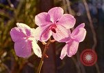 Standbild Blumen Honolulu Hawaii USA, 1967, aus Sekunde 27 historischem Filmmaterial Videoclip 65675065915