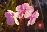 Standbild Blumen Honolulu Hawaii USA, 1967, aus Sekunde 28 historischem Filmmaterial Videoclip 65675065915