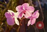Standbild Blumen Honolulu Hawaii USA, 1967, aus Sekunde 29 historischem Filmmaterial Videoclip 65675065915