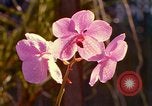 Standbild Blumen Honolulu Hawaii USA, 1967, aus Sekunde 30 historischem Filmmaterial Videoclip 65675065915