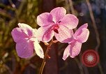 Standbild Blumen Honolulu Hawaii USA, 1967, aus Sekunde 31 historischem Filmmaterial Videoclip 65675065915