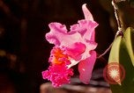 Standbild Blumen Honolulu Hawaii USA, 1967, aus Sekunde 36 historischem Filmmaterial Videoclip 65675065915