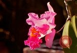 Standbild Blumen Honolulu Hawaii USA, 1967, aus Sekunde 37 historischem Filmmaterial Videoclip 65675065915